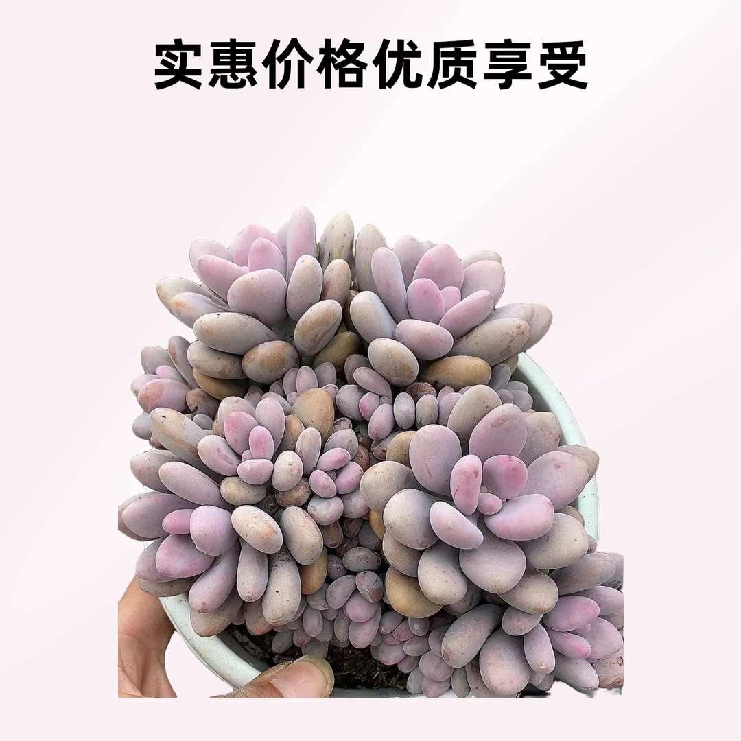 大粉桃蛋  熊猫多肉（满19包邮）脱土发  庭院美观  净化空气