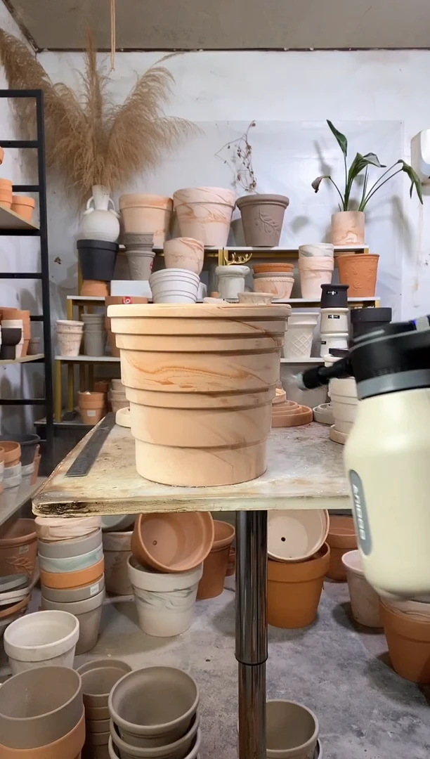 25*23玛奇朵竹节 1盆无托