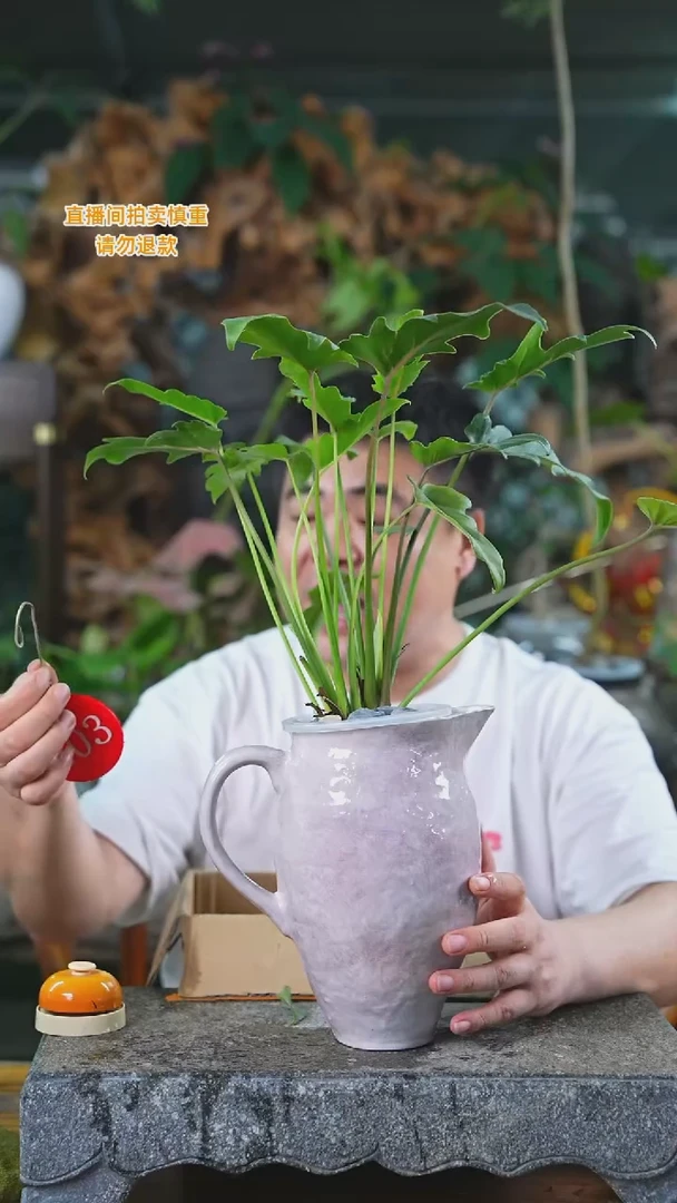 当前无花栽培后可以开花小天使203T