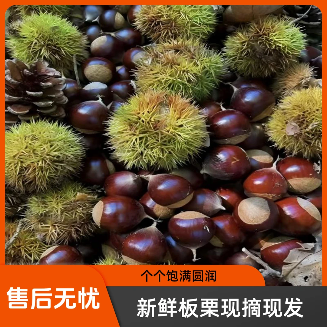大别山新鲜带壳板栗口感粉糯香脆清甜可做炒货零食坚果