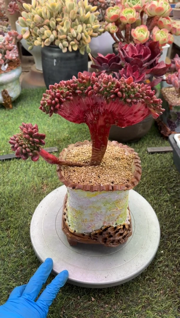 【闪购商品】香奈儿缀