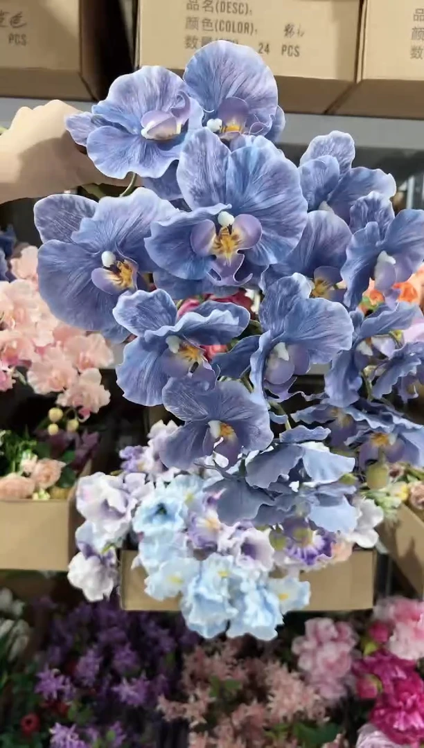 2枝紫色9头蝴蝶兰