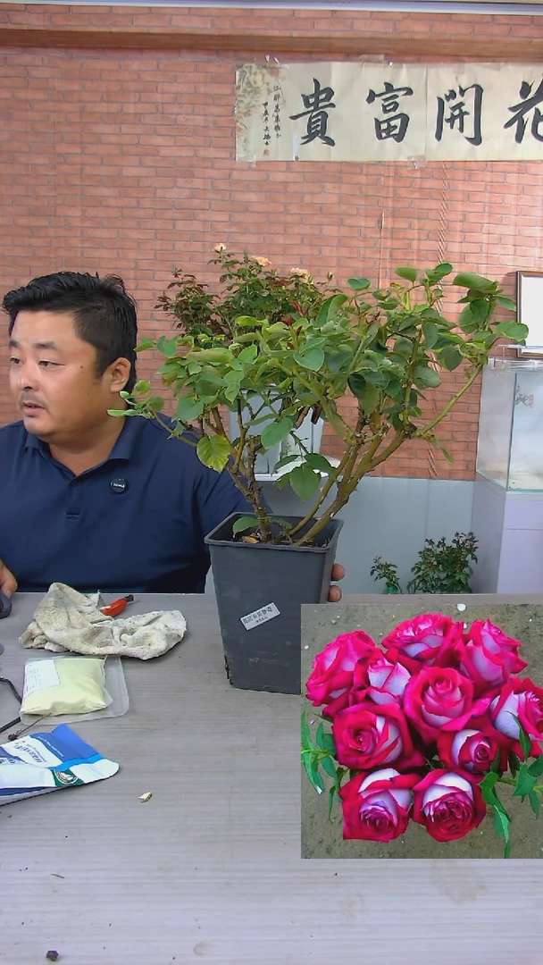 当前无花朵，栽培后可花朵贝鲁奇