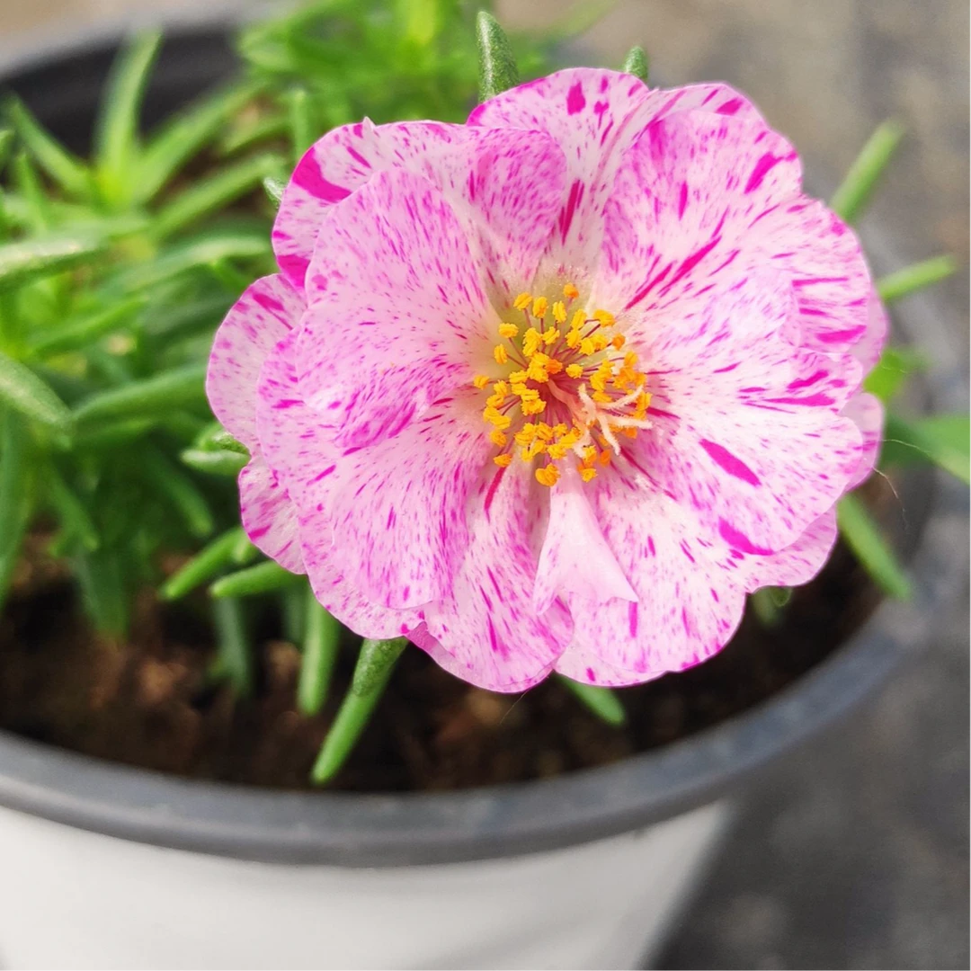 太阳花盆栽花卉带花苞发四季开花爆花机器阳台绿植庭院好养