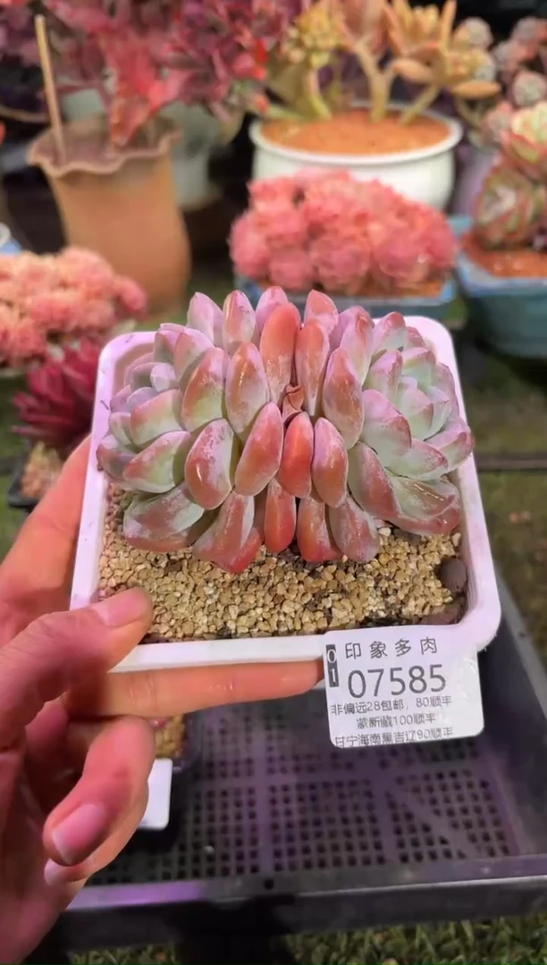 【闪购商品】07585