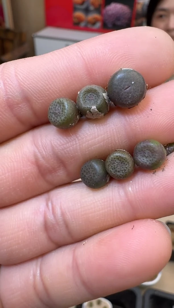 【闪购商品】19-38猪皮一颗