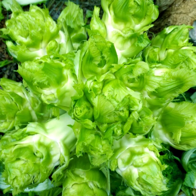 儿菜种子种籽孑娃娃菜菜种秋季耳菜四季抱子芥菜阳台菜籽