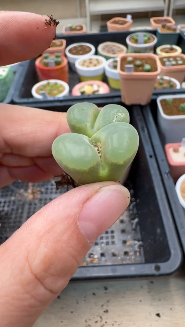 【闪购商品】3-165