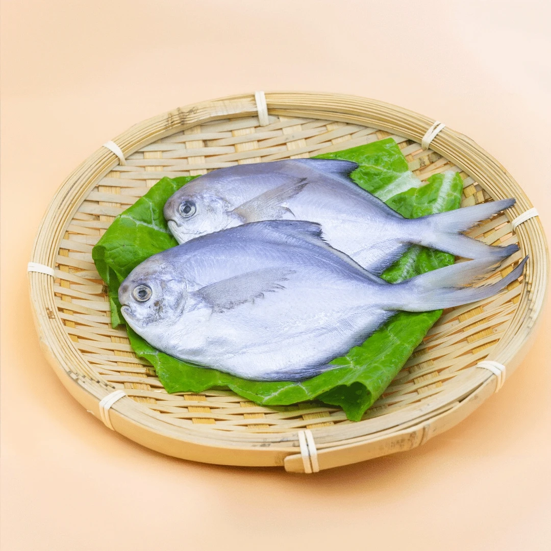 刚靠岸野生小银鲳鱼新鲜急冻发货刺少肉嫩顺丰包邮24-28条