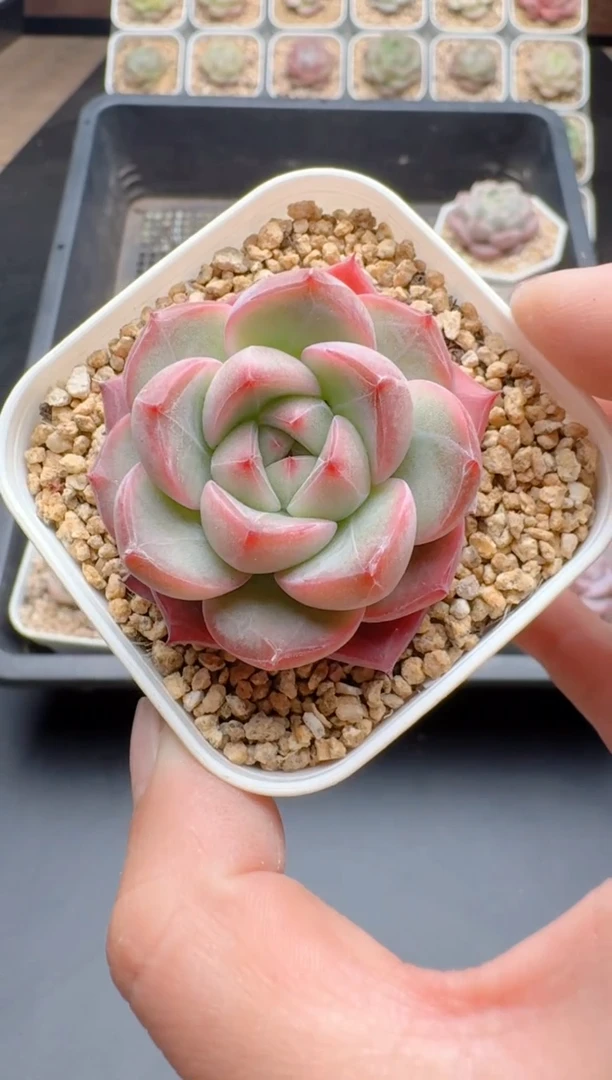 【闪购商品】157A多肉带盆土6.5杯当天拍3颗包柚