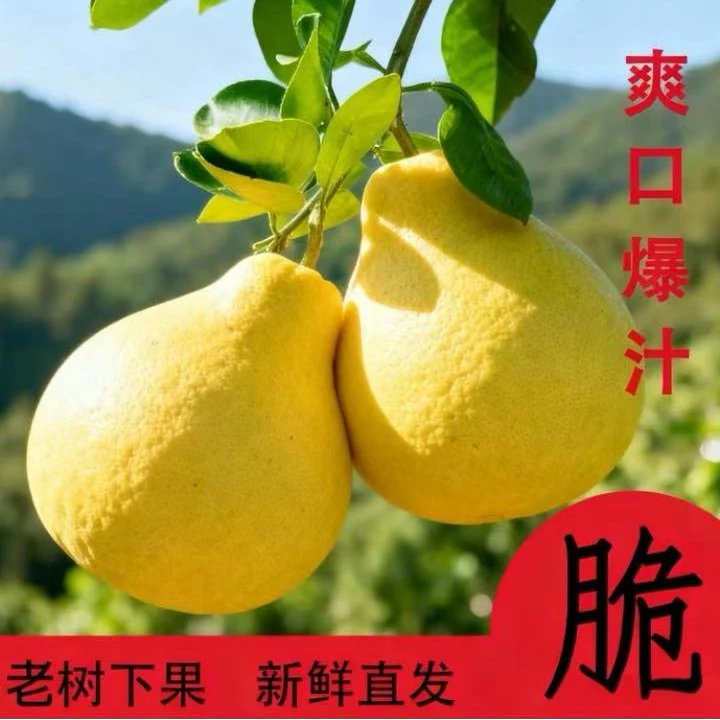 【万山原产地】正宗贵州万山香柚金兰柚老树香柚当季水果爆汁香脆