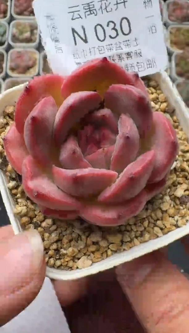 030N带盆土发 当场拍3颗以上包柚 多肉植物 一物一拍