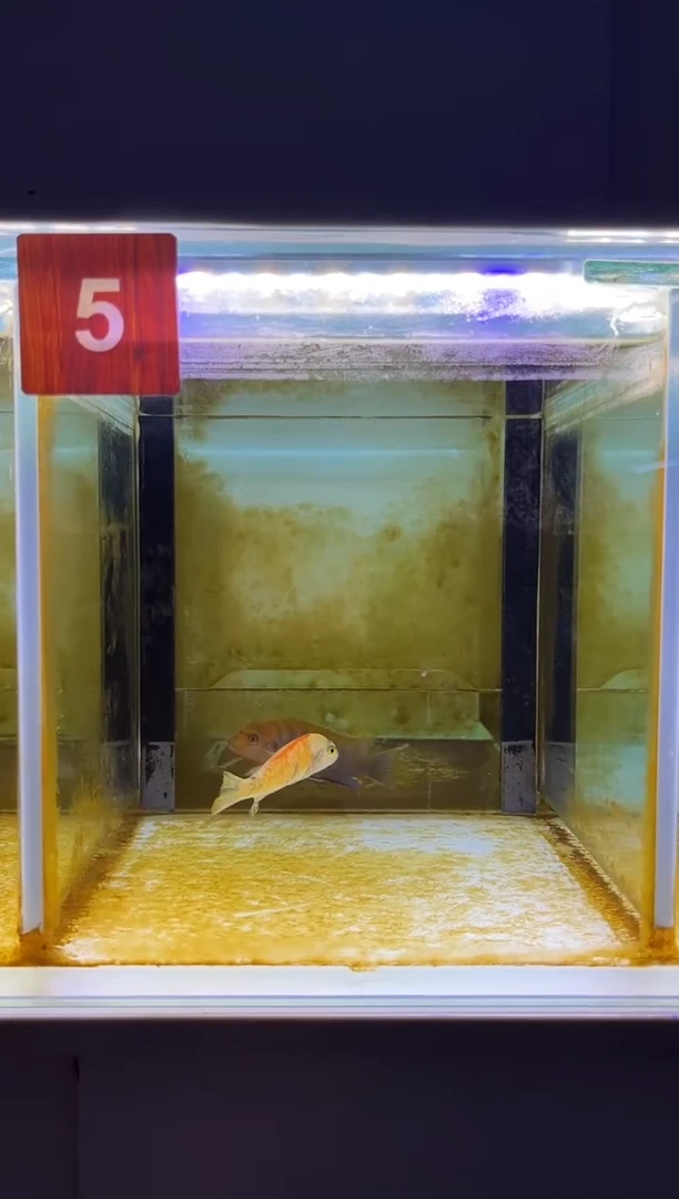 海水鱼三湖慈鲷人工