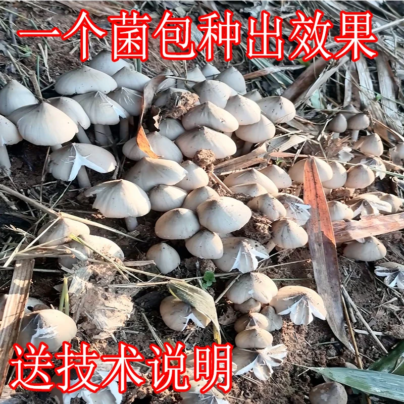 鸡枞菌原种高产伞把菇三塔菌四季种野生食用南北种人工菌种绿色
