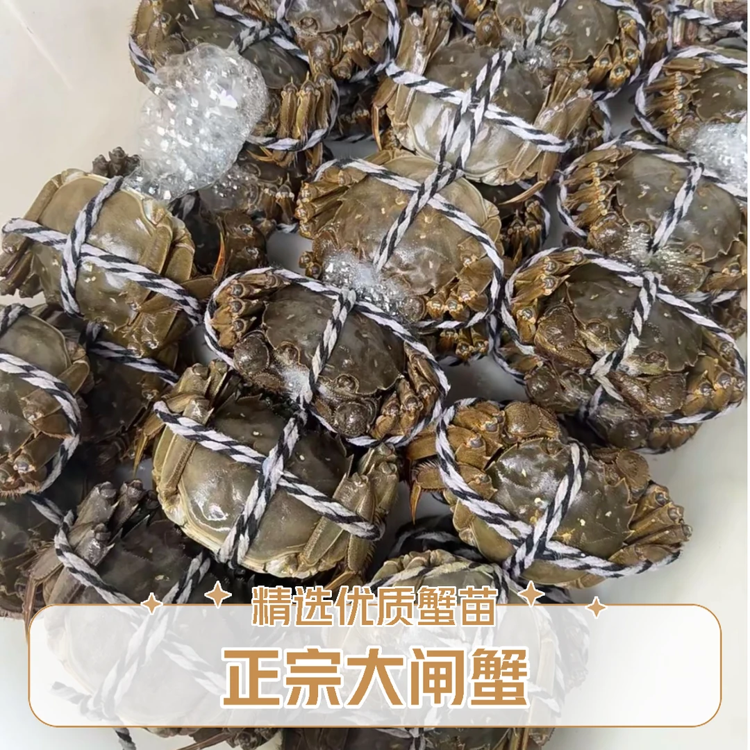 江苏大闸蟹二两半母1只 规格2.2-2.5两 鲜活发货