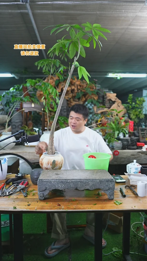 当前无花栽培后可以开花原生发财树174+