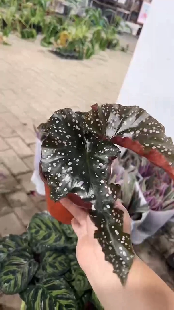 完全开放两单包邮，烈焰玫瑰秋海棠