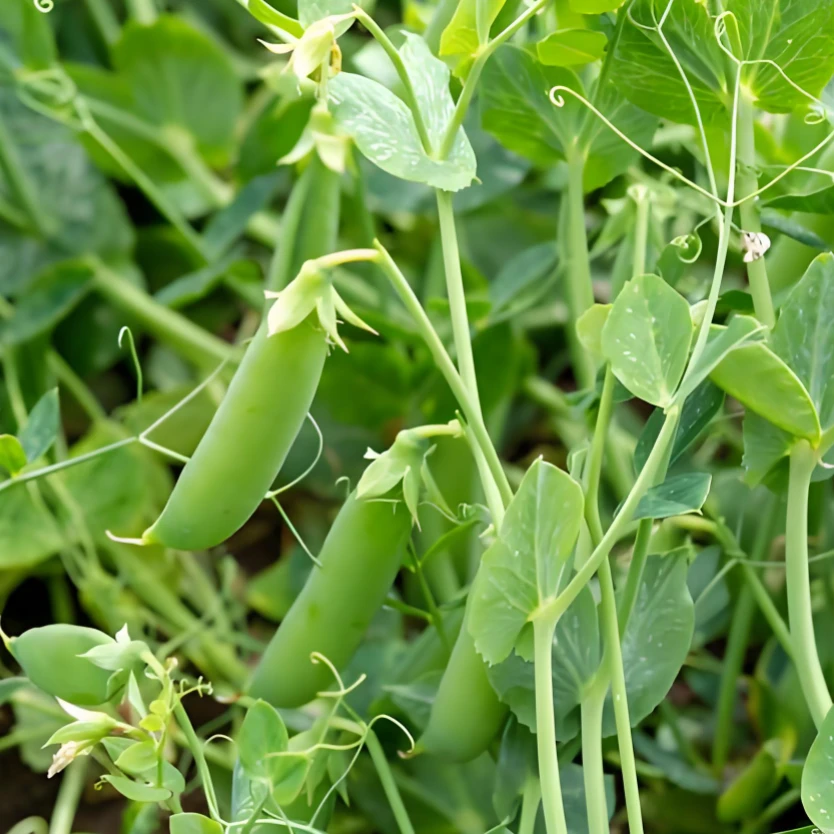 【全店满5元包邮】脆甜豌豆种子