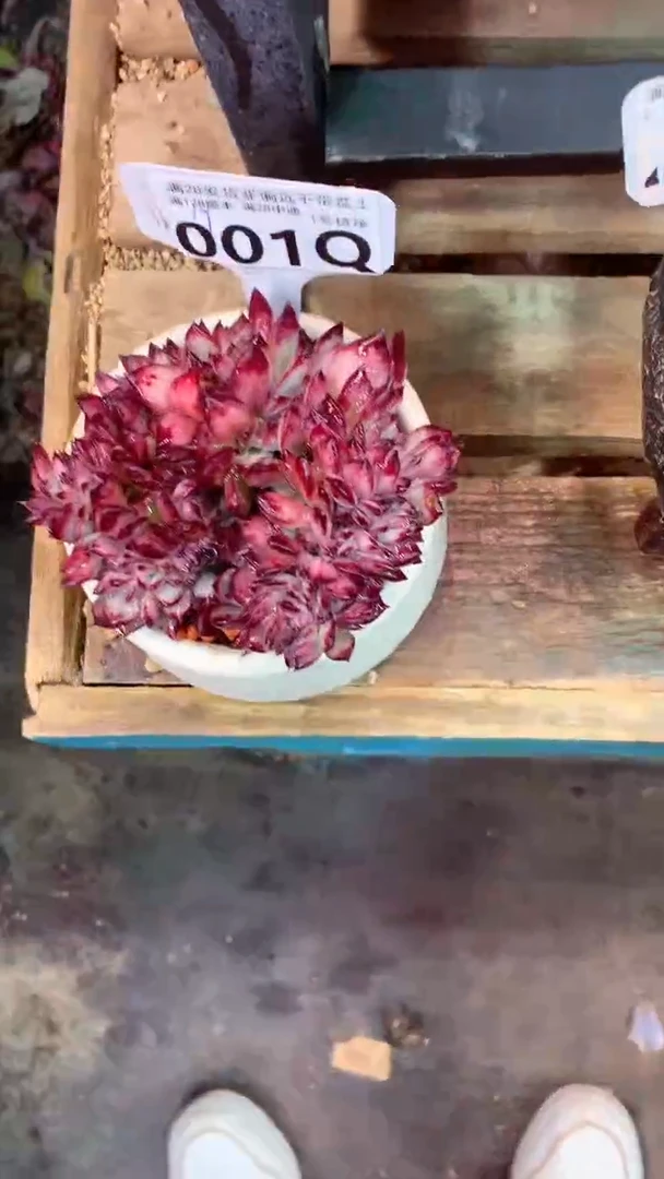 001Q（一物一拍，精品多肉，所见即所得 ）