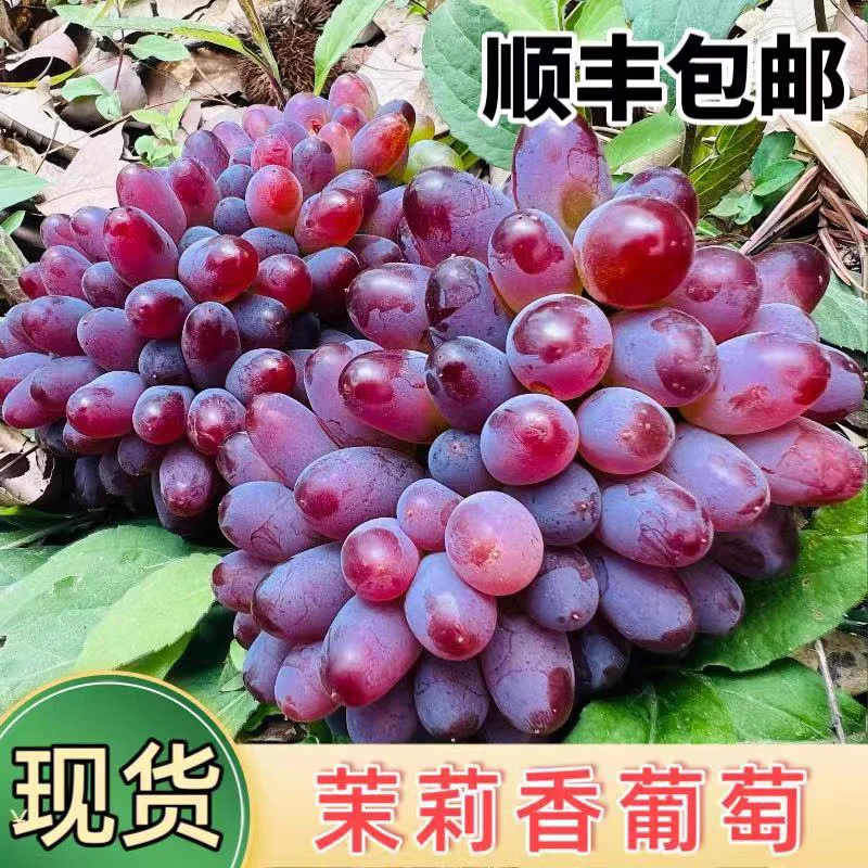 【顺丰】茉莉香葡萄无籽提子香甜新鲜采摘新鲜发 当季时令1-5斤
