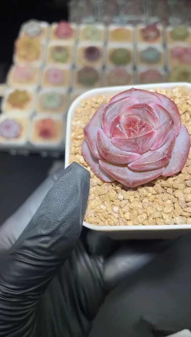 闪购2756 紫色果酱多肉一颗