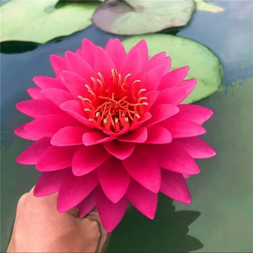 山梅耐寒睡莲四季盆栽花卉鱼缸池塘水缸大睡莲根块水培水生植物