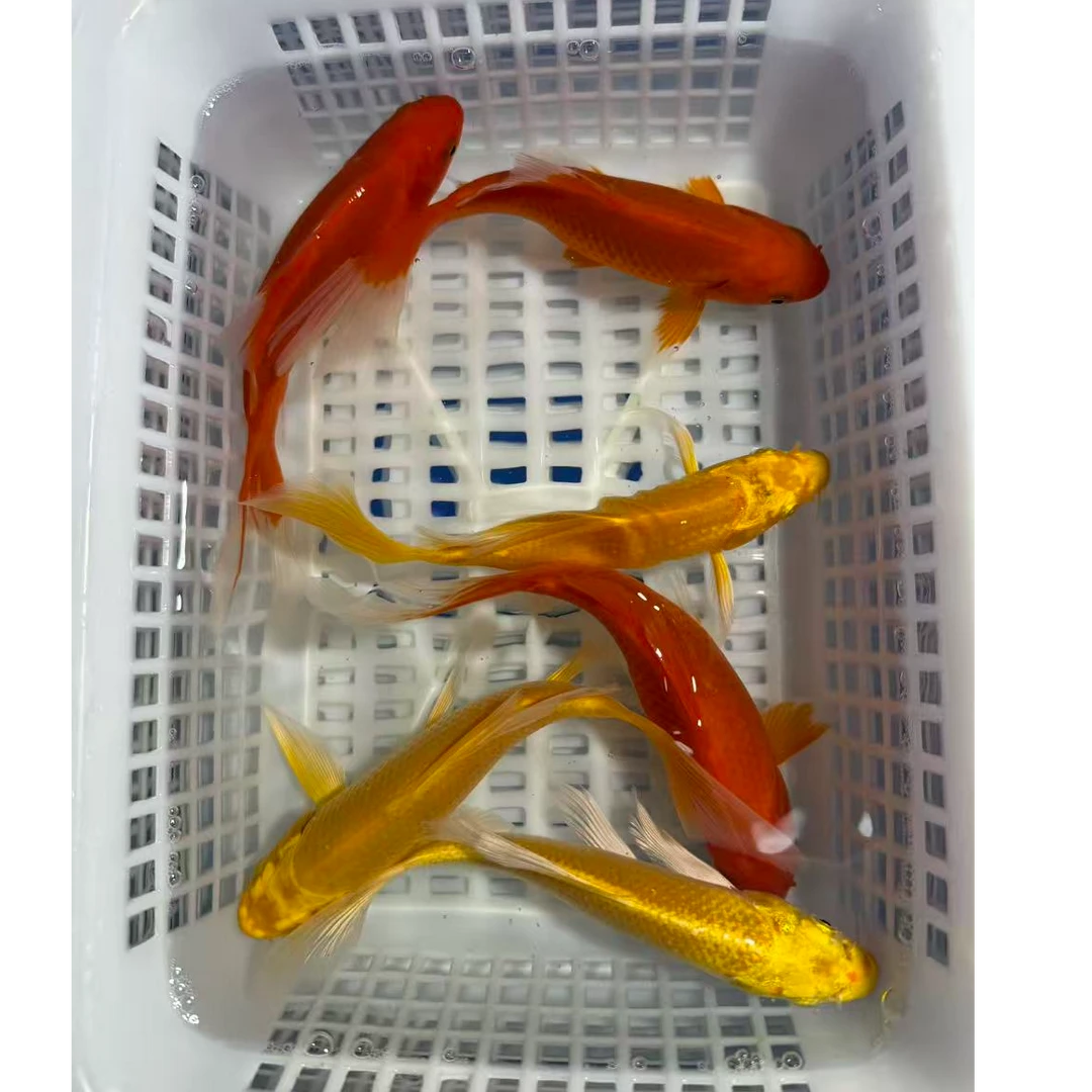【13-15cm六条装】锦鲤草金观赏鱼