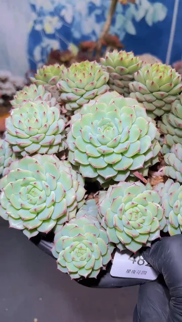 【闪购商品】482熊猫脸