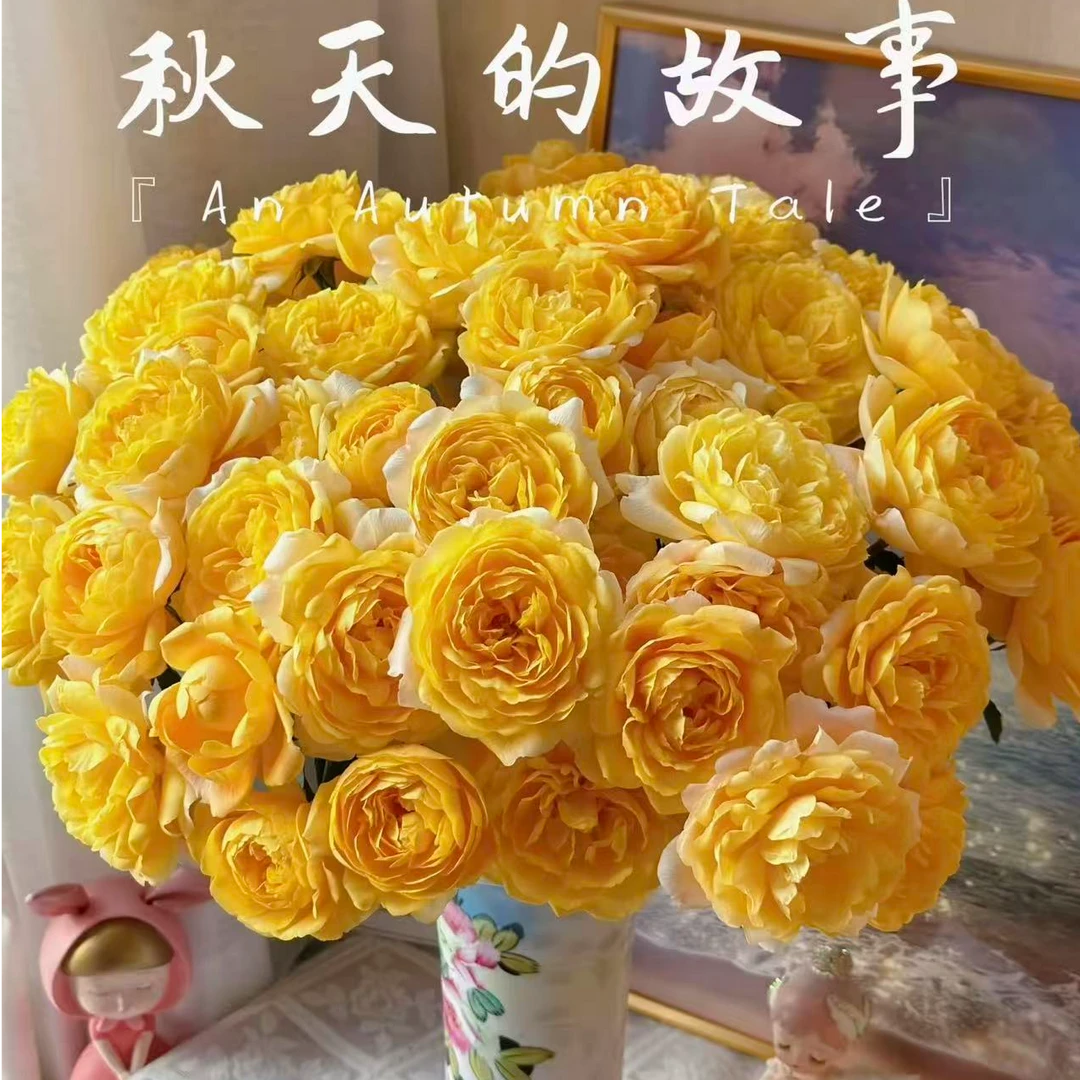 【橙汁阳台多头玫瑰】任意两单及两单以上鲜花顺丰包邮发货