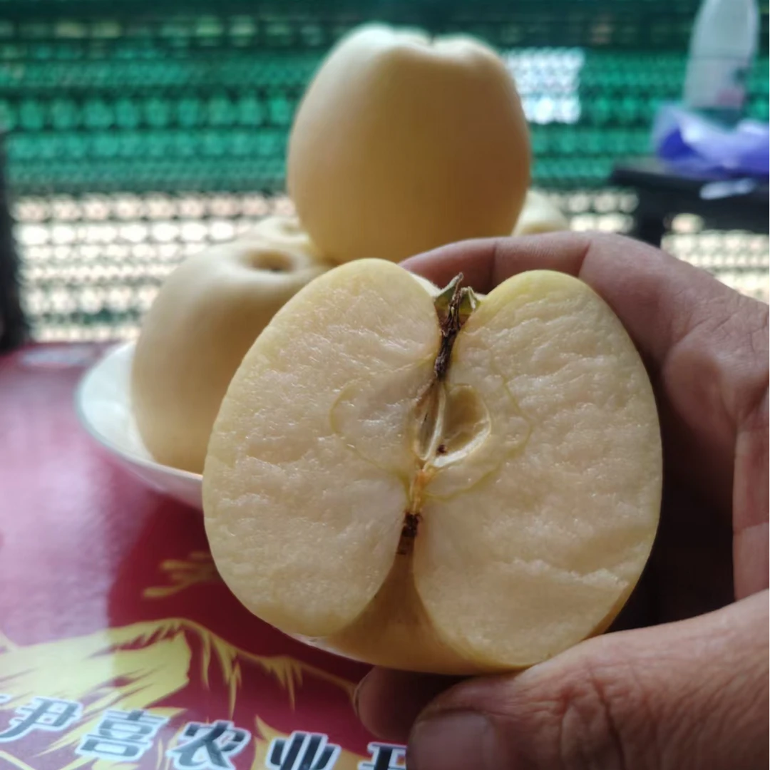 【产地现发】高山果园正宗维纳斯黄金苹果脆甜多汁新鲜应季水果