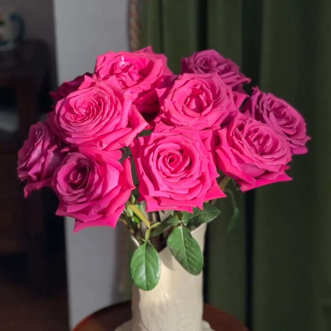 鲜花【弗洛伊德玫瑰】同地址两单以上顺丰包邮送货上门+送配草1扎