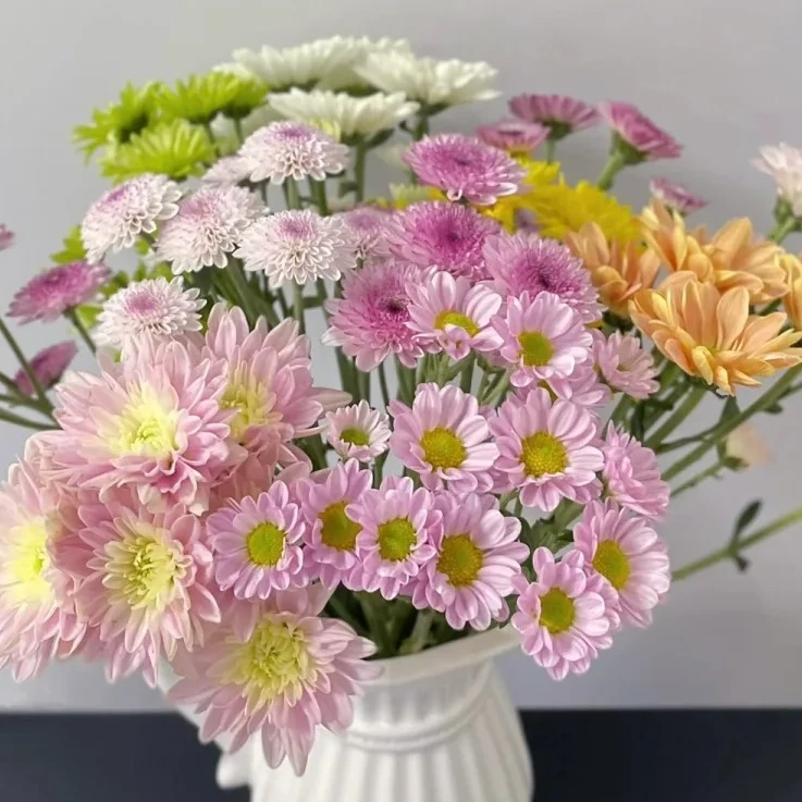 【小菊】10枝 北方玫瑰原产地直发