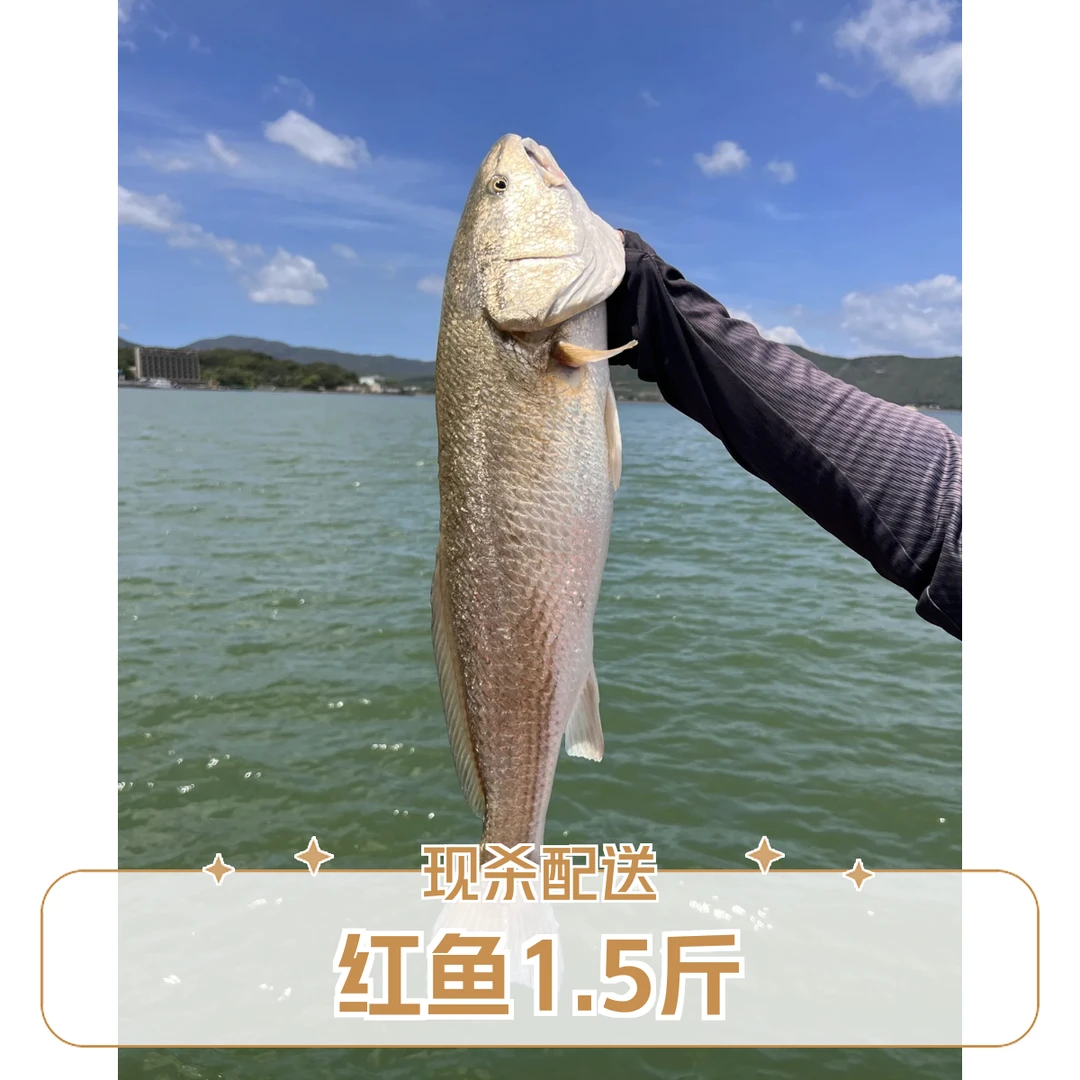 红鱼 35一斤 约1.5斤一条 杀好配送