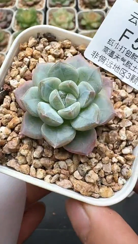 534F云禹多肉植物 默认脱土纸巾打包 3颗包邮