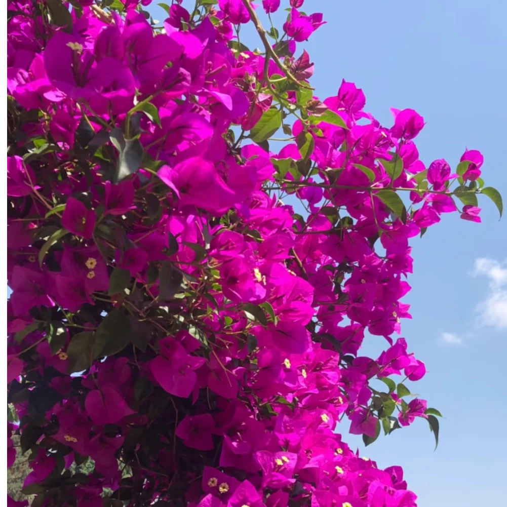三角梅爬藤植物四季开花可庭院种植