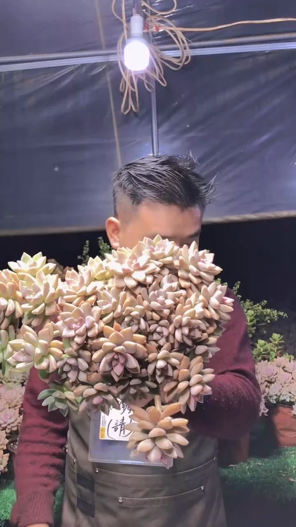 170淡雪缀化一物一拍