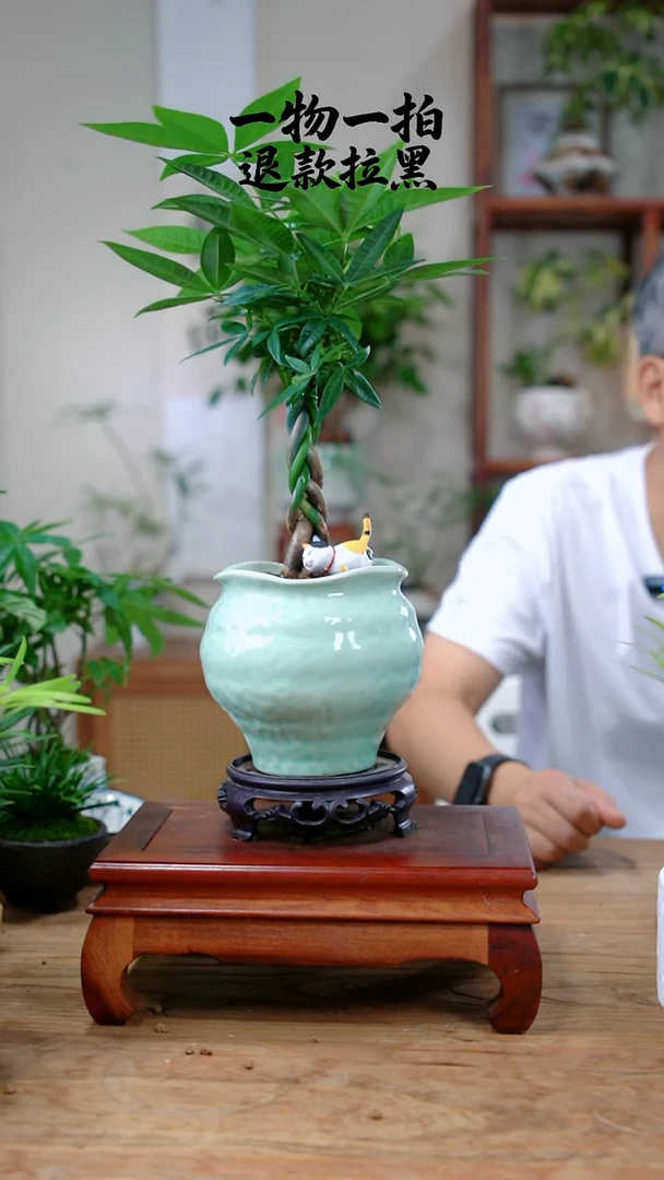 完全开放甛*发财树438