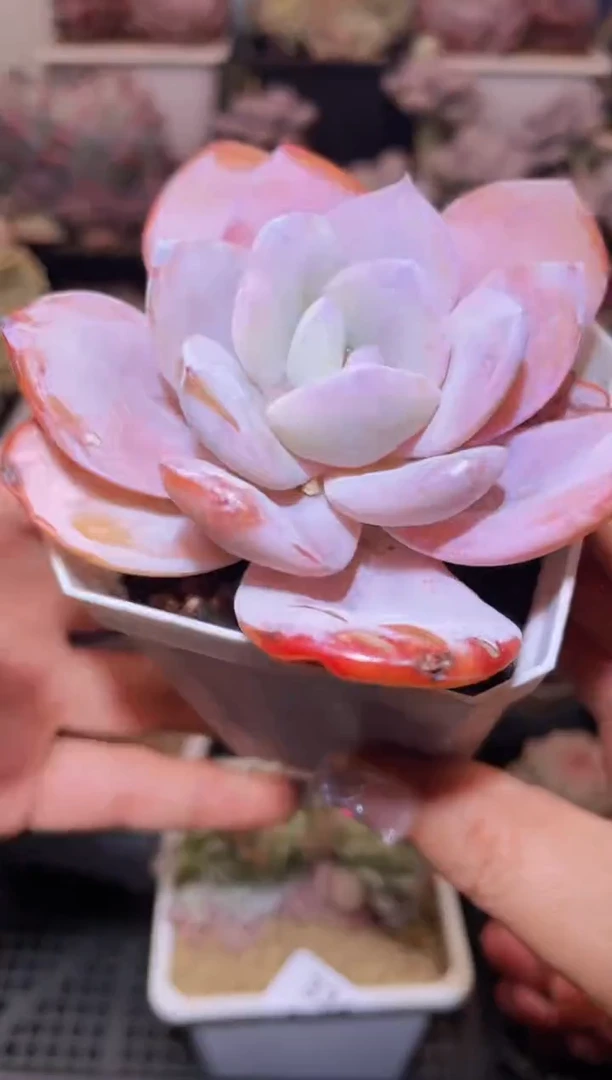 【闪购商品】337奶茶