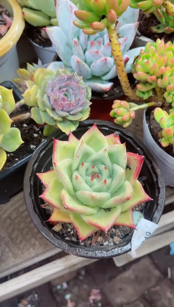 a****?11049多肉植物一物一拍