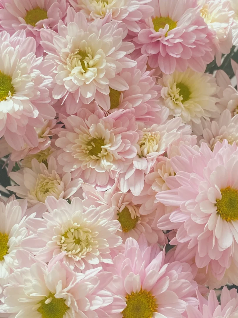 汉城粉小雏菊 | 全场任意两单鲜花包邮（涛）