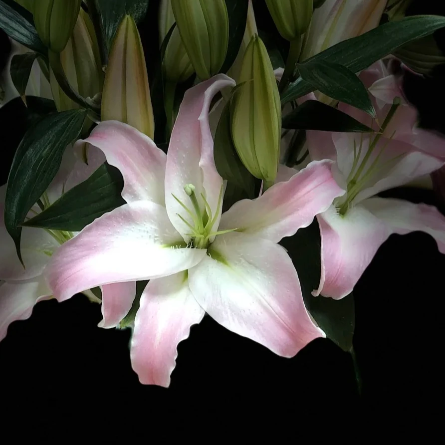 【源头优选】希腊香水百合 任意2单鲜花包邮 发货后不支持退款