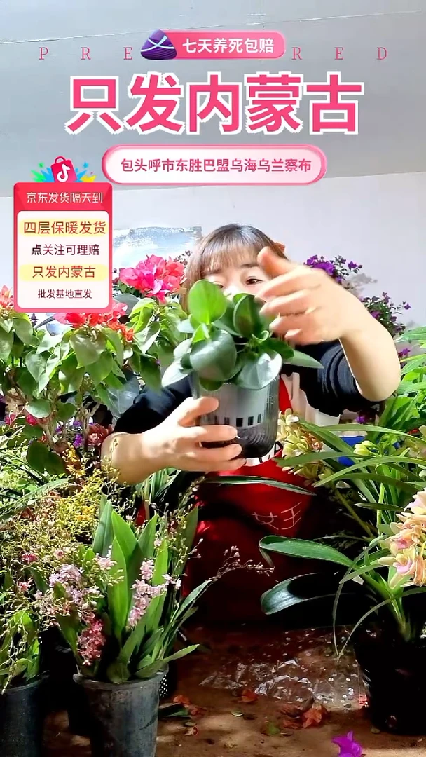 完全开放水培元宝绿砖