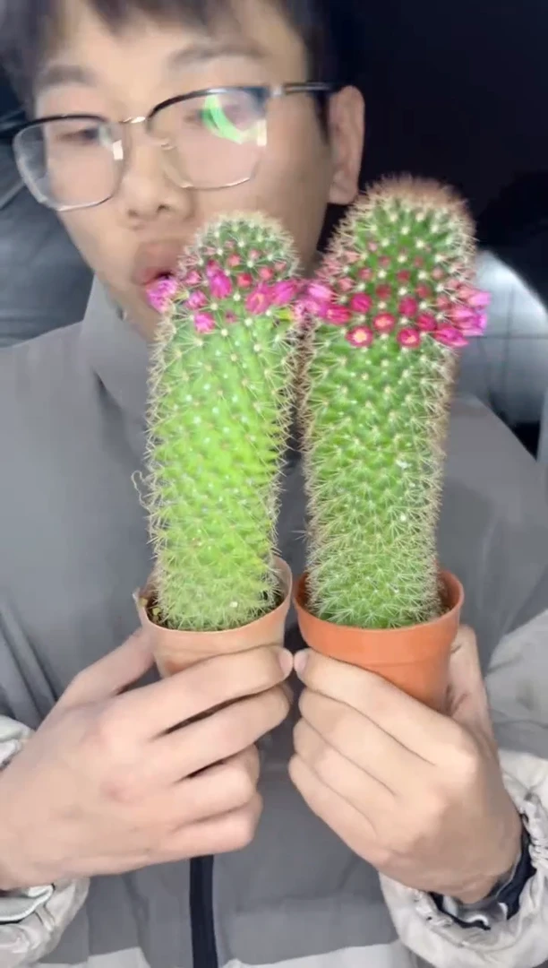 【闪购商品】2颗 红花锦丸