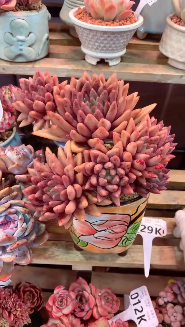 029K（一物一拍，精品多肉，所见即所得 ）