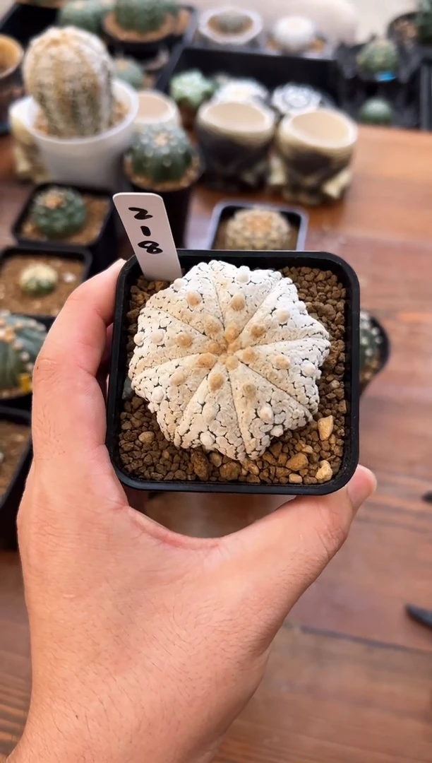 很*味实生根星兜仙人球编码218