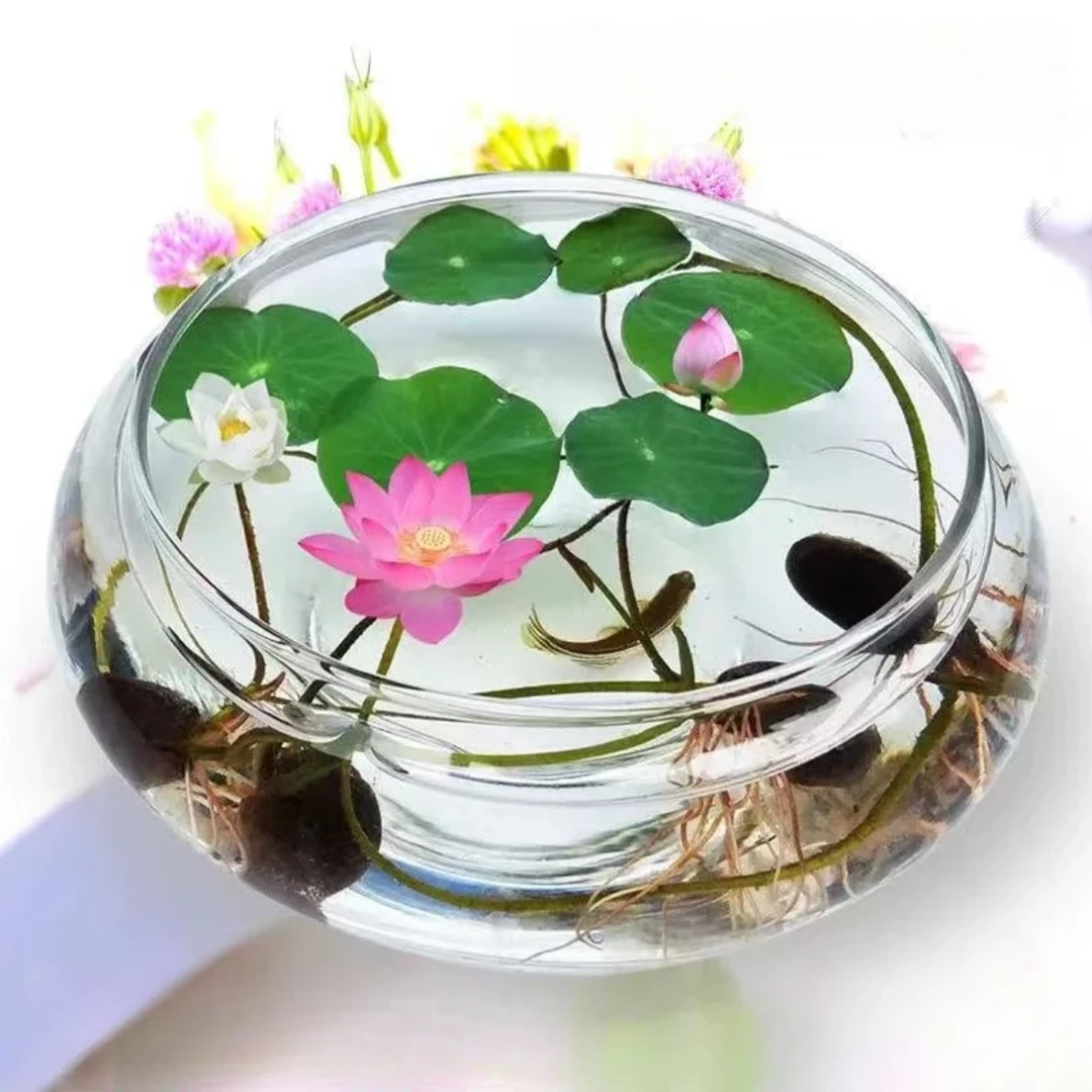 鱼花共养高颜值加厚玻璃花瓶碗莲铜钱草水仙花盆水培花卉 绿植水