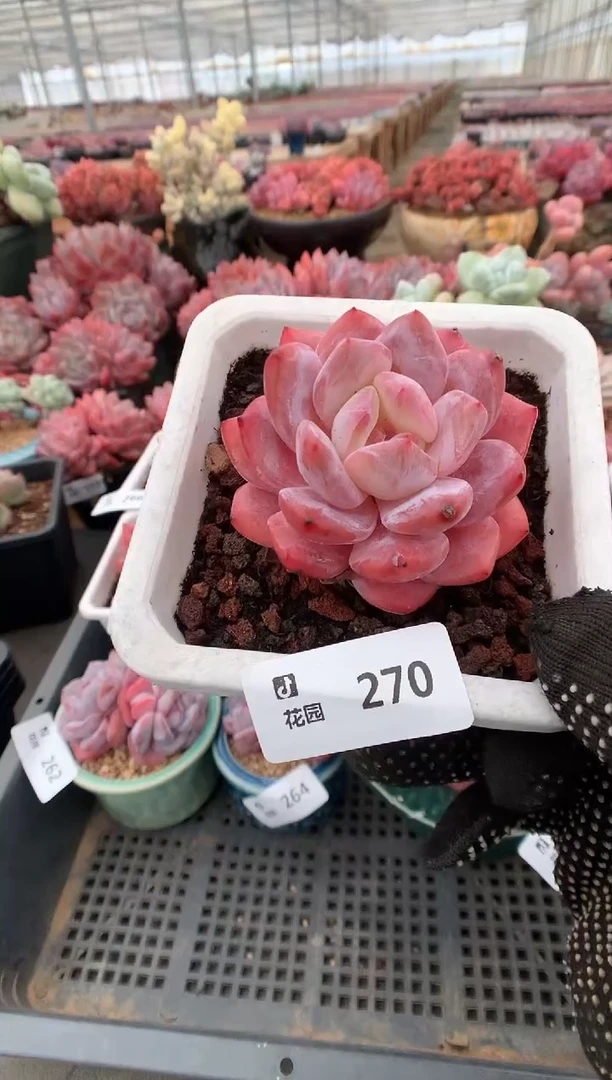 270雪天使一物一拍