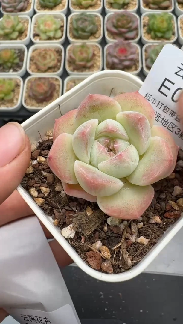 463E云禹多肉植物 带盆土纸巾打包 3颗包邮