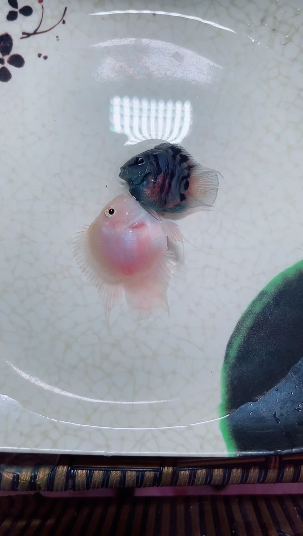 鹦鹉鱼66666666666666