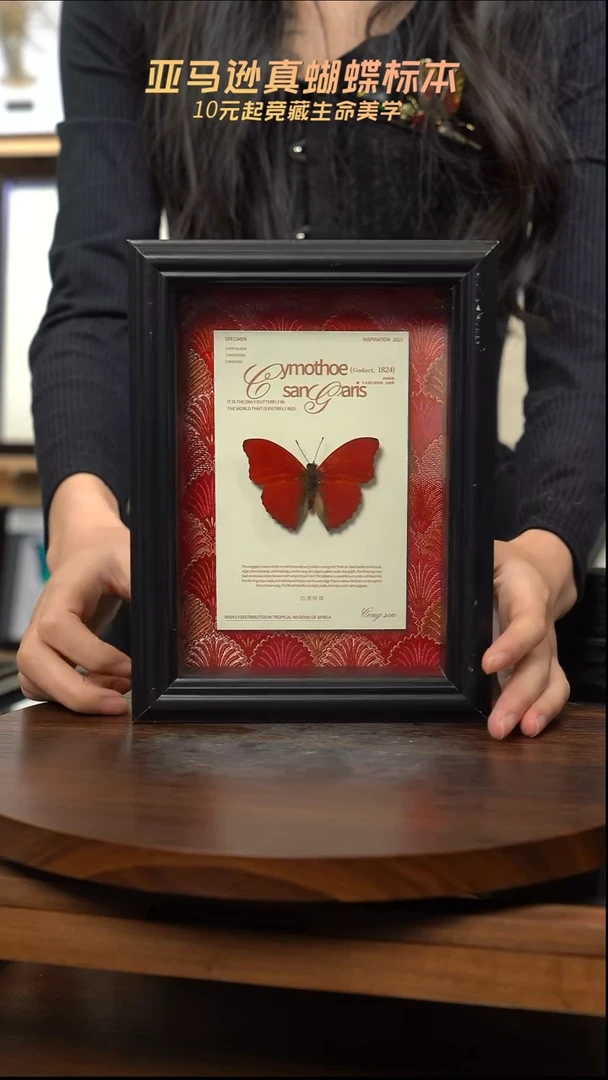 血漪蛱蝶红布底新版本